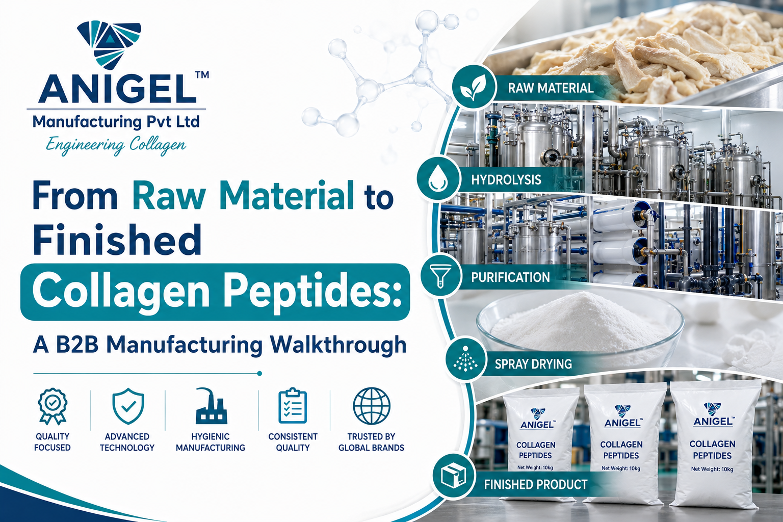 From Raw Material to Finished Collagen Peptides: A B2B Manufacturing Walkthrough